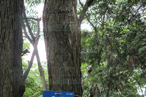 黃檀YA-2 黃檀YA-2