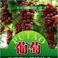 葡萄優質高效栽培技術