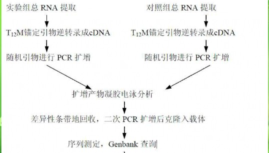 mRNA差異顯示技術