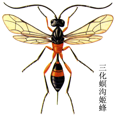 三化螟溝姬蜂