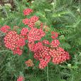 紅花蓍草 紅花蓍草