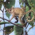 中華曙猿(曙猴) 中華曙猿(曙猴)