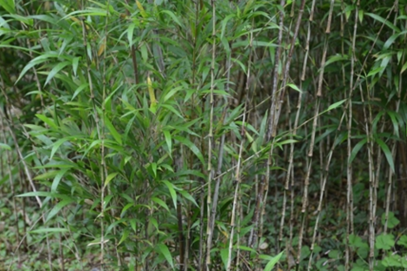 花葉寒竹 花葉寒竹