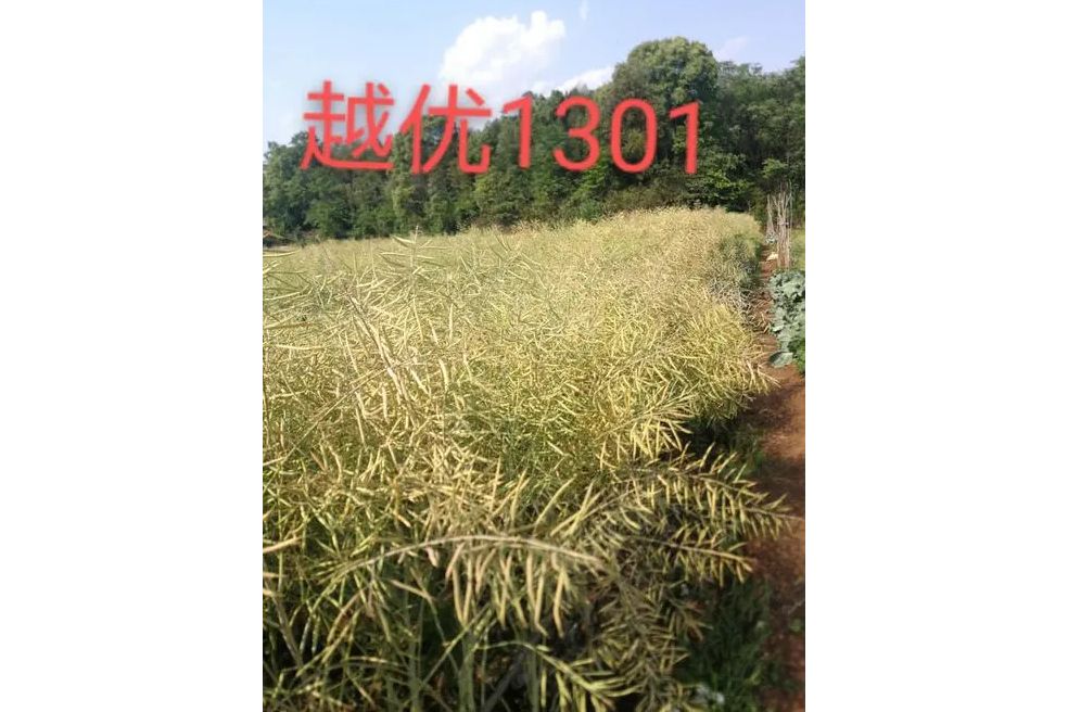 越優1301 越優1301