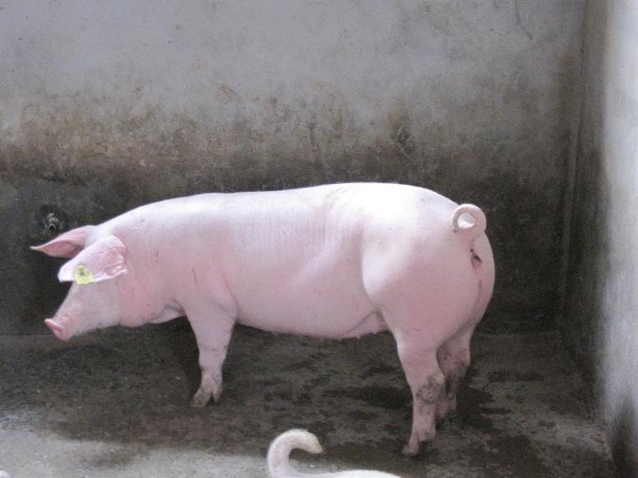 瘦肉型豬
