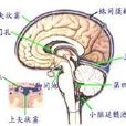 顯性脊柱裂 顯性脊柱裂