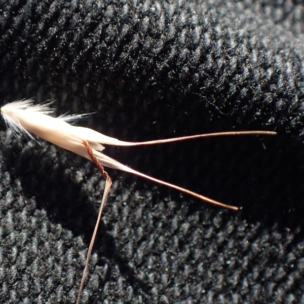 Rytidosperma clavatum