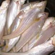 溯河魚 溯河魚