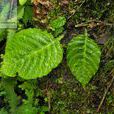苦苣苔科 苦苣苔科