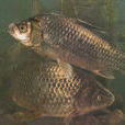 鮒魚 鮒魚