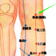 犢鼻(中醫穴位) 犢鼻(中醫穴位)