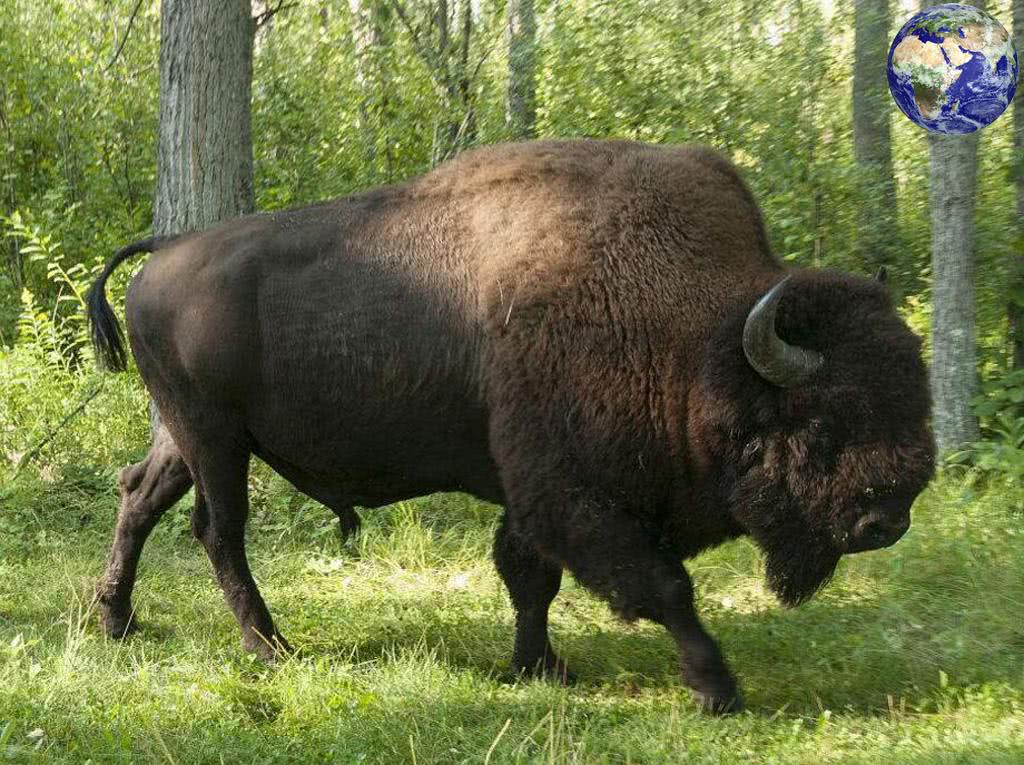 美洲野牛——體重兩千斤時速六十千米，奔跑起來像一列火車