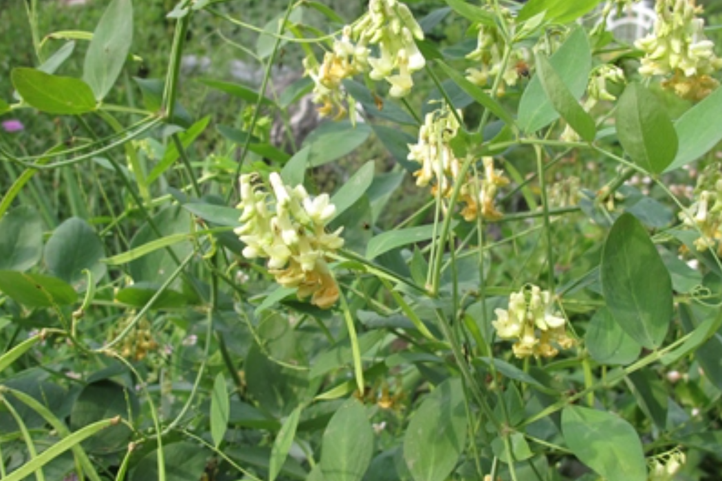 大山黧豆(大豌豆) 大山黧豆(大豌豆)