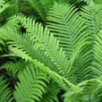 羊齒(蕨類植物) 羊齒(蕨類植物)