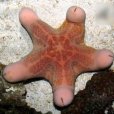 粒皮海星 粒皮海星