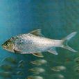 短身白甲魚