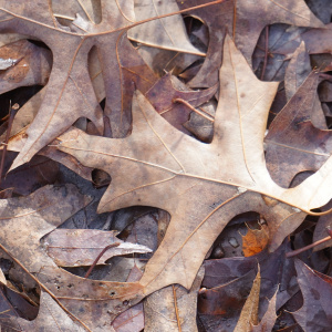 Quercus palustris