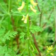 小花黃堇(小花黃堇)