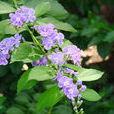金露花 金露花