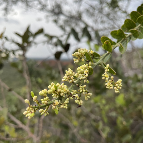 Bredemeyera barbeyana