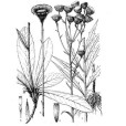 新疆貓耳菊 新疆貓耳菊