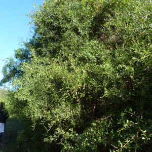 Schinus bumelioides