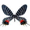 三尾褐鳳蝶