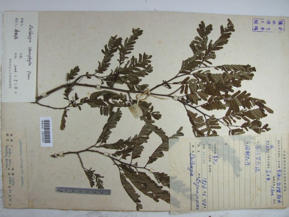 狹葉黃檀(黔黃檀) 狹葉黃檀(黔黃檀)