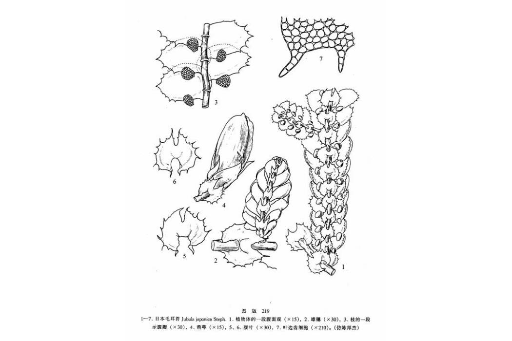 毛耳苔科