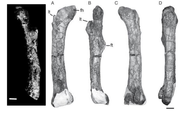 南巨股骨（1）和魁紂龍股骨（2-5）對比