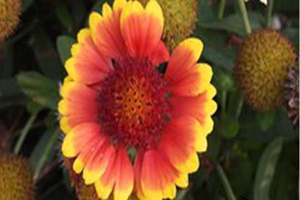 Gaillardia aristata BARBICAN YELLOW RED RING Gaillardia aristata BARBICAN YELLOW RED RING