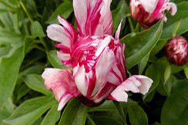 Paeonia lactiflora \x27Raspberry Rumba\x27