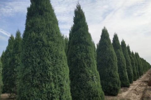 望都塔檜 望都塔檜