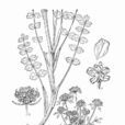 松潘矮澤芹 松潘矮澤芹