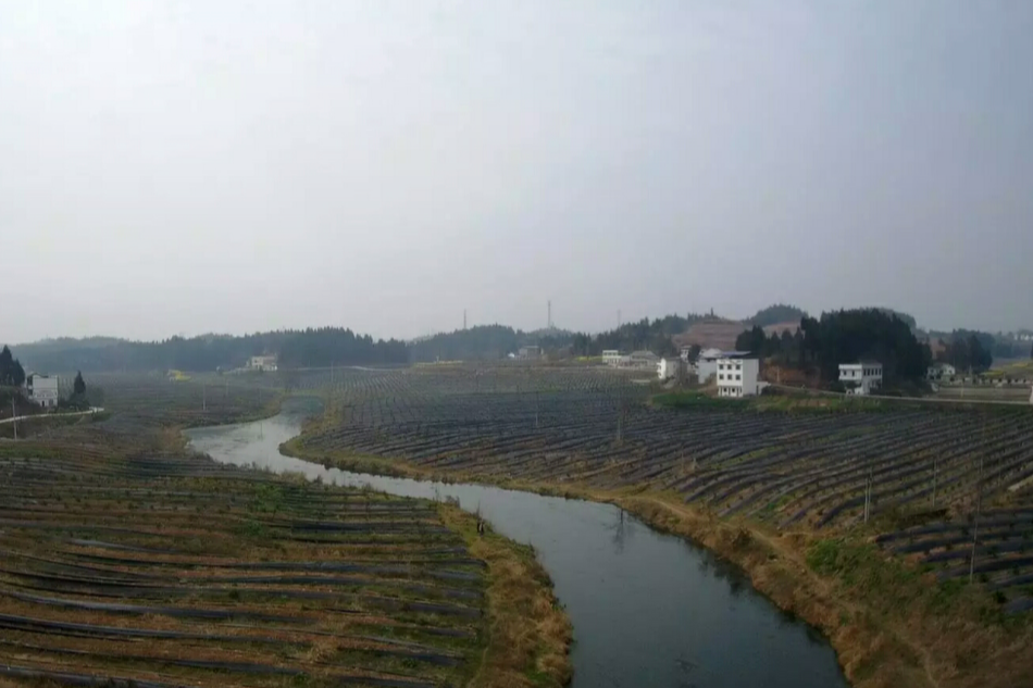 西紫河 西紫河