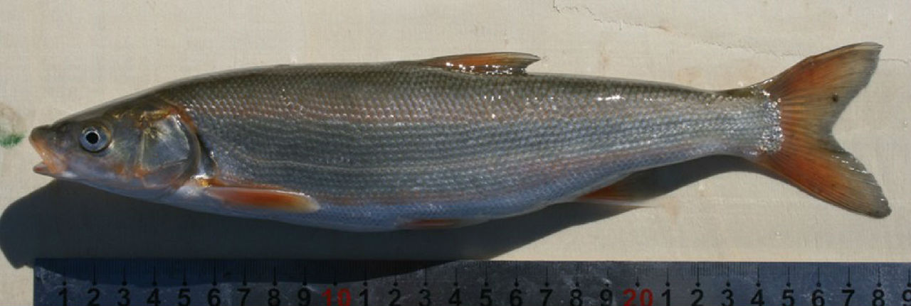 綏芬河灘頭魚——金灘頭