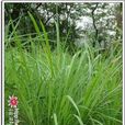 菅(罌粟目禾本科植物) 菅(罌粟目禾本科植物)