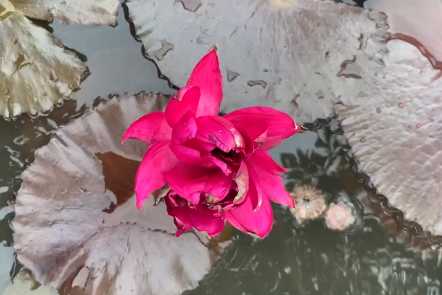 四蒂蓮
