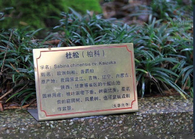 杜松群體DS-1 杜松群體DS-1