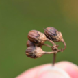 拘那花 拘那花