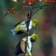 冠繡眼鳥 冠繡眼鳥
