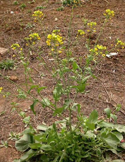 芸薹子油 芸薹子油