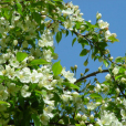 山荊子(林荊子)