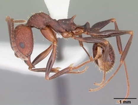 盤腹蟻（Aphaenogaster）的標本圖