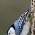 白胸鳾 白胸鳾
