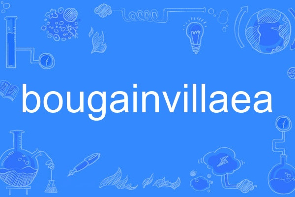 bougainvillaea bougainvillaea