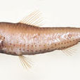多孔新燈魚 多孔新燈魚