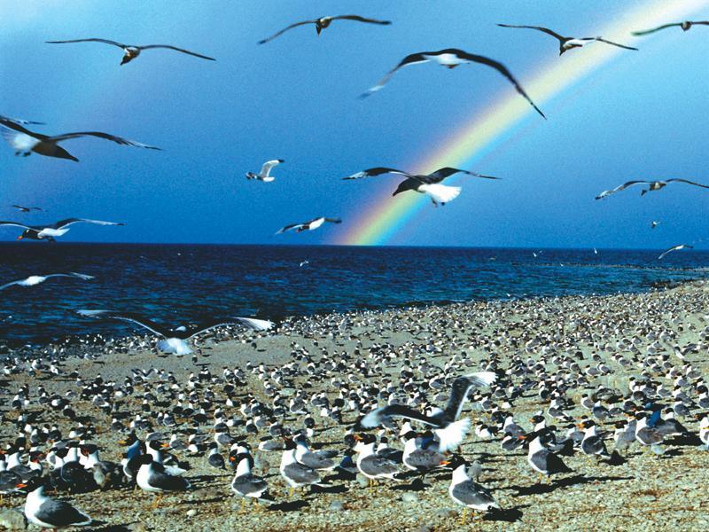 青海鳥島國家級自然保護區