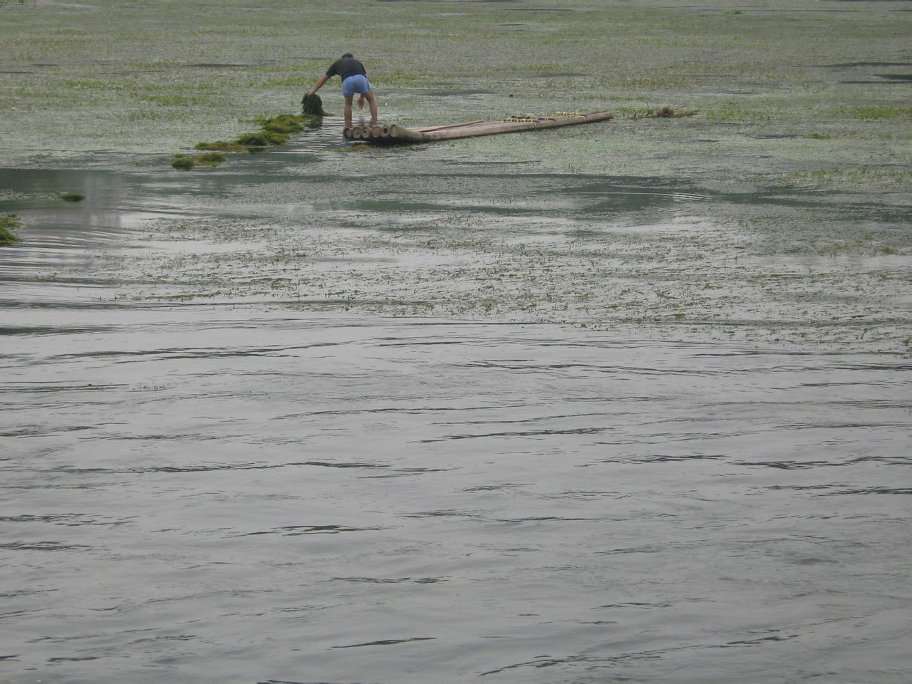 胡德桂拍攝的灕江水草蔓延