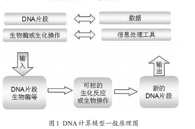 DNA 計算模型一般原理圖